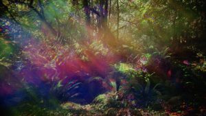 This is a still image taken from a 16mm film by Ben Rivers called Look Then Below. The image is of a forest and contains tree trunks, ferns and the forest floor. The still image is overlaid with a colourful light filter of pink, blue and green which blurs the forest behind.