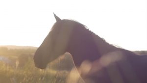 A still image taken from a film called Lucht Siúil (The Walking People) made by Mark Garry. The image is of a horse seen from the side stood in a field. Only the head and shoulders are visible and the field behind is blurred by the summer light.