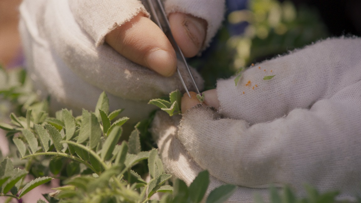 A still image taken from a film called Wild Relatives made by artist and film-maker Jumana Manna. A close up of hands, wearing white fingerless gloves, gently extracting elements of a plant with tweezers.