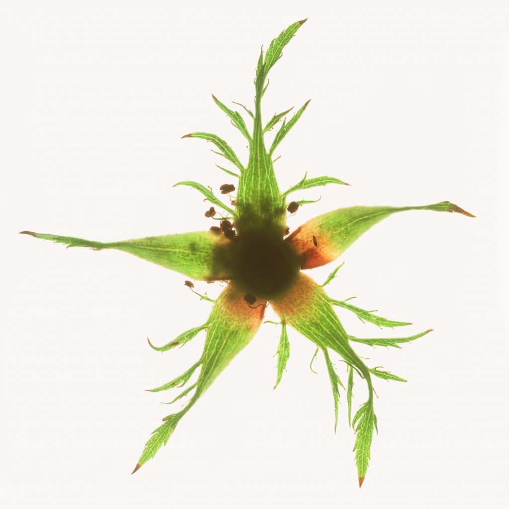 A grass green coloured plant against a white background. The plant is reminiscent of the shape of a sun, with leaves and grasses representing the rays. Towards the centre the shade of the leaves is amber in colour, with dark, stamen elements in the middle.
