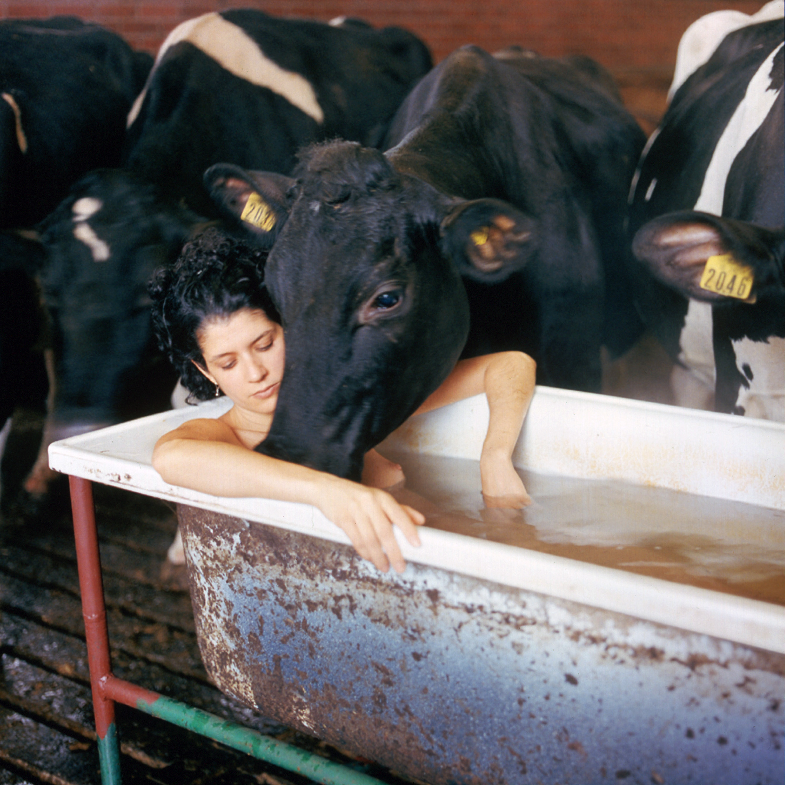 a colour photograph of a woman laying in a bath, in a cowshed, from which a cow is drinking the water.